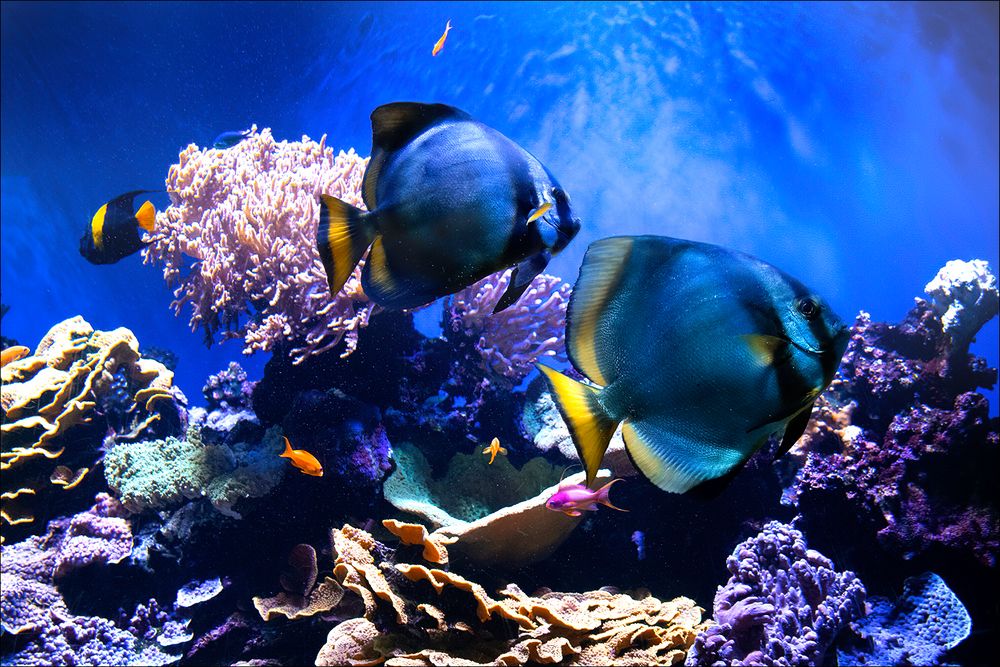 Poisson Lune argentée