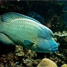 Poisson Napoléon -- Cheilinus undulatus -- Aquarium des lagons, Nouméa