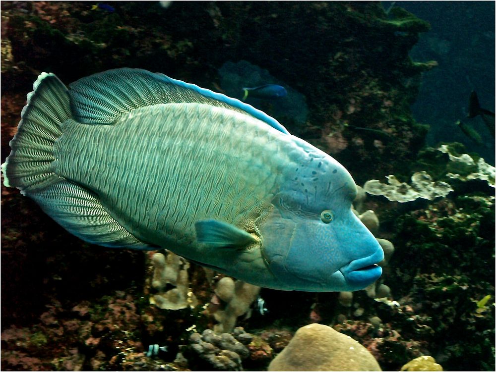 Poisson Napoléon -- Cheilinus undulatus -- Aquarium des lagons, Nouméa