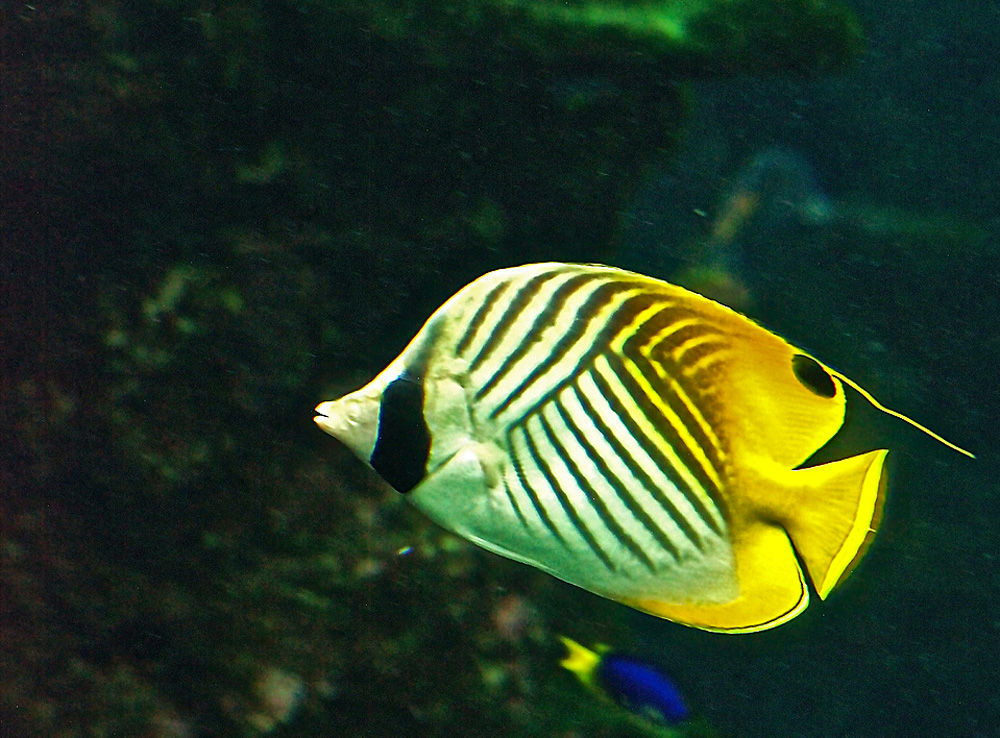 Poisson papillon jaune (Chaetodon auriga) -- Aquarium des lagons à Nouméa