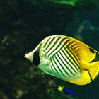 Poisson papillon jaune (Chaetodon auriga) -- Aquarium des lagons à Nouméa