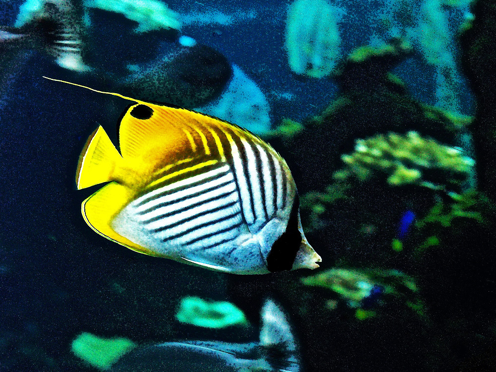 Poisson papillon jaune -- Chaetodon auriga setifer -- Fähnchen-Falterfisch