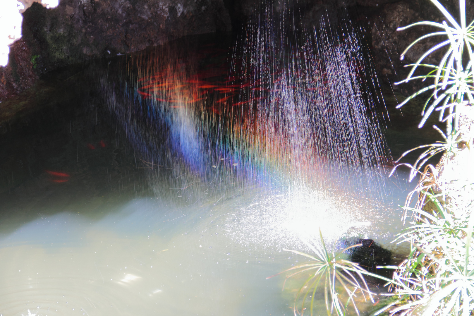 Poisson rouge arc-en ; Pesciolini rossi nell'arco; Goldfish in rainbow