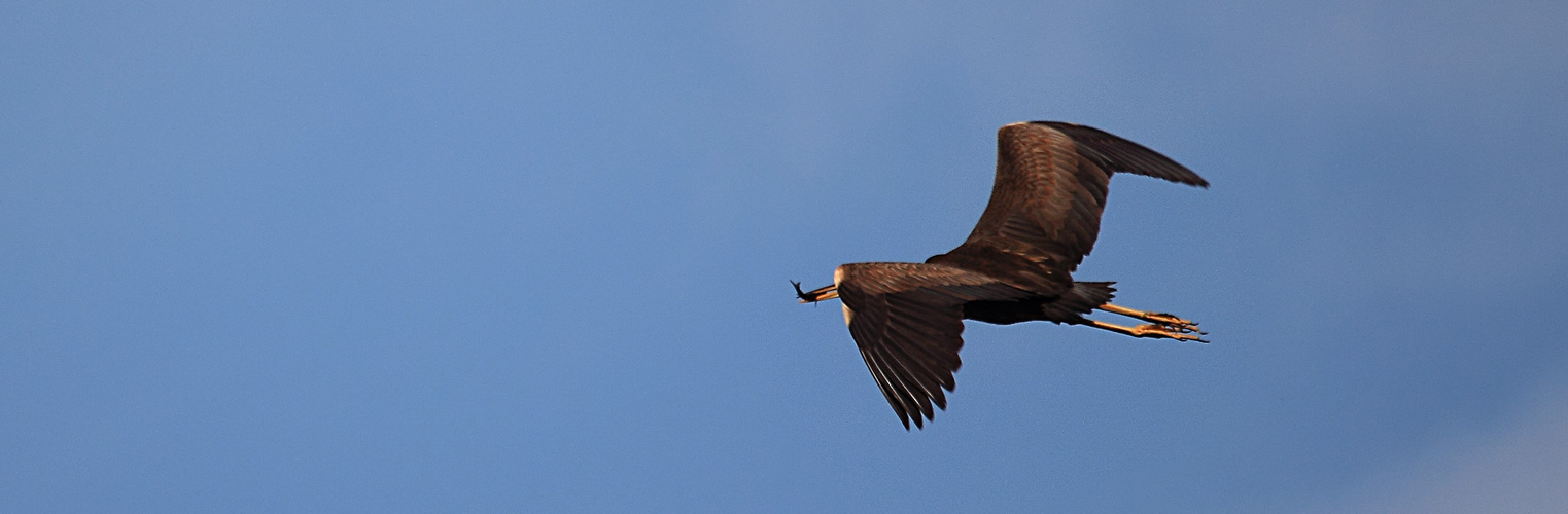 POISSON VOLANT