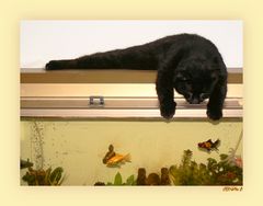 Poissons-chat.