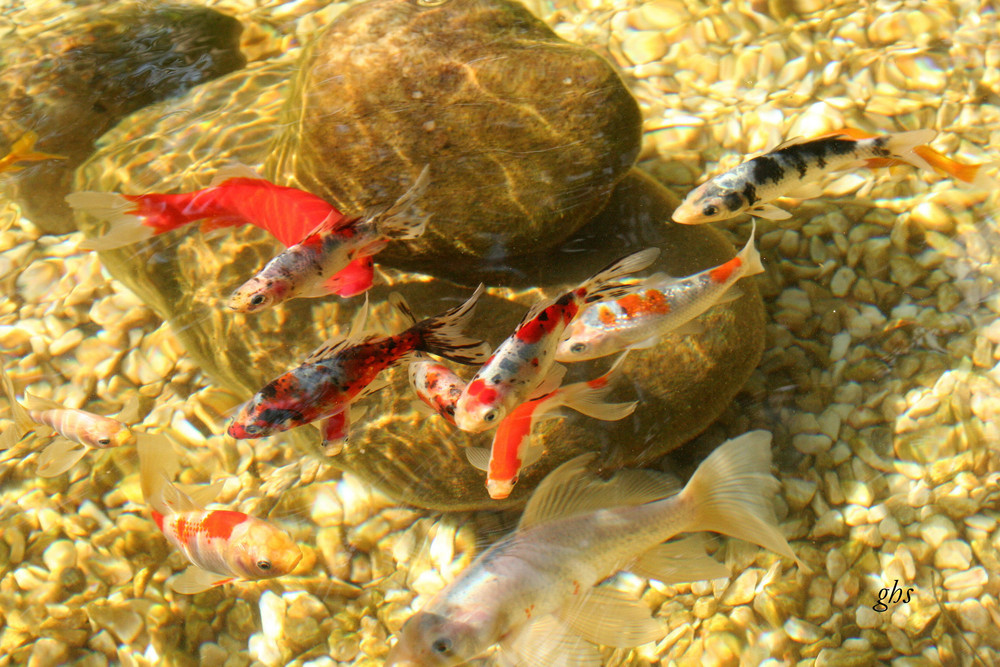 poissons chinois