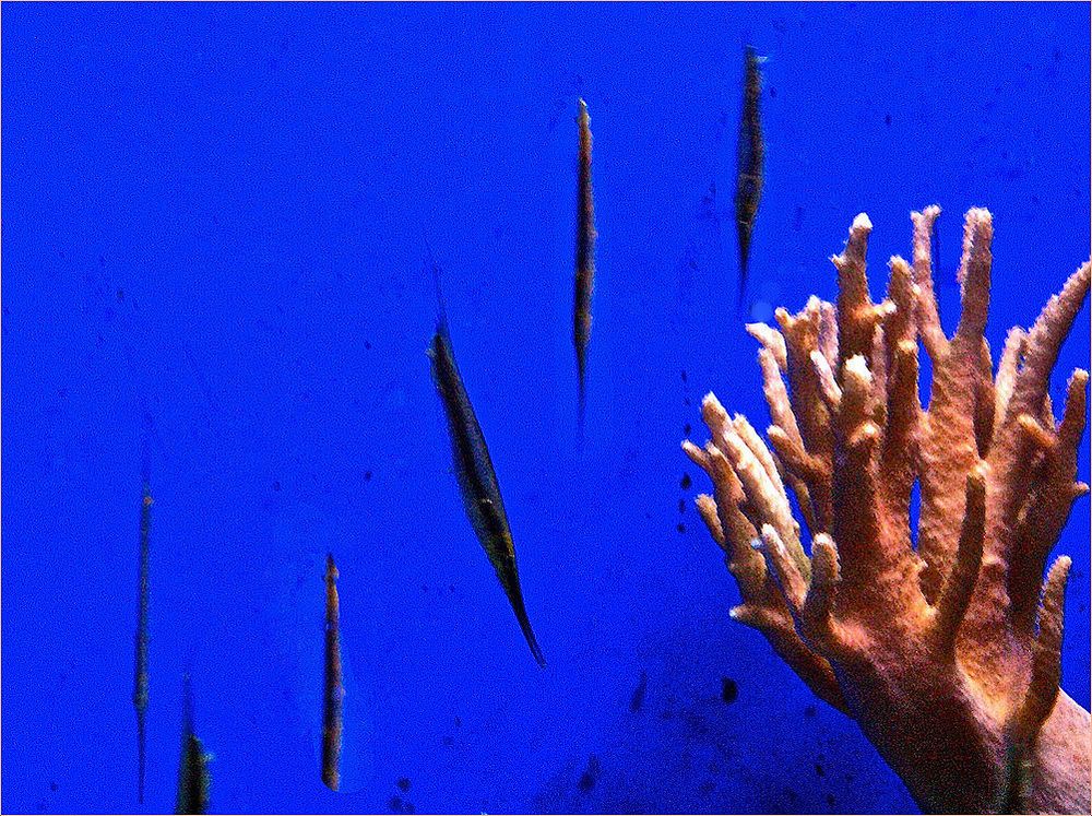 Poissons couteau striés  --  Aquarium des lagons, Nouméa  --  Rasiermesserfische
