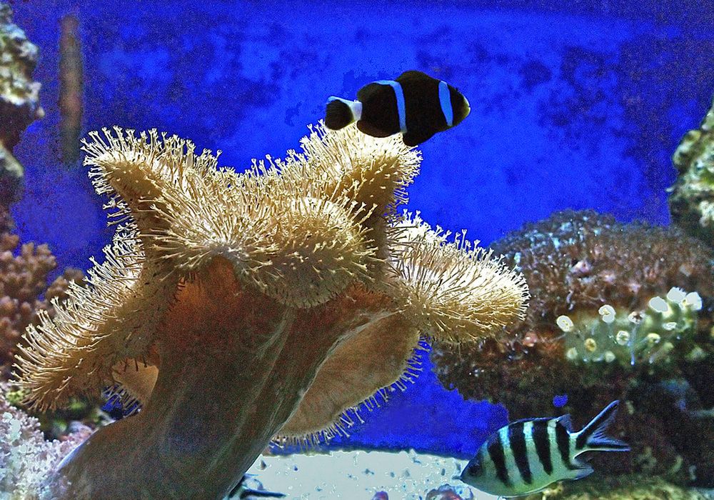 Poissons de coraux dans leur habitat  --  Korallenfische in ihrer Umgebung