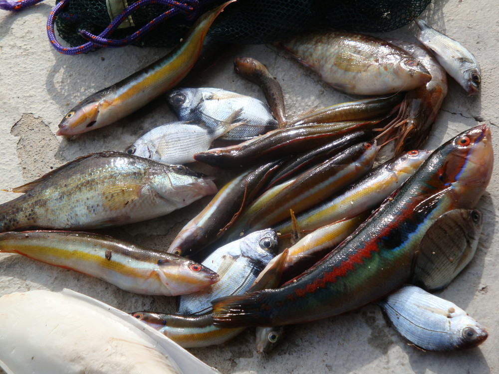 poissons de roche