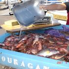 Poissons de roches sur le vieux port de Marseille France