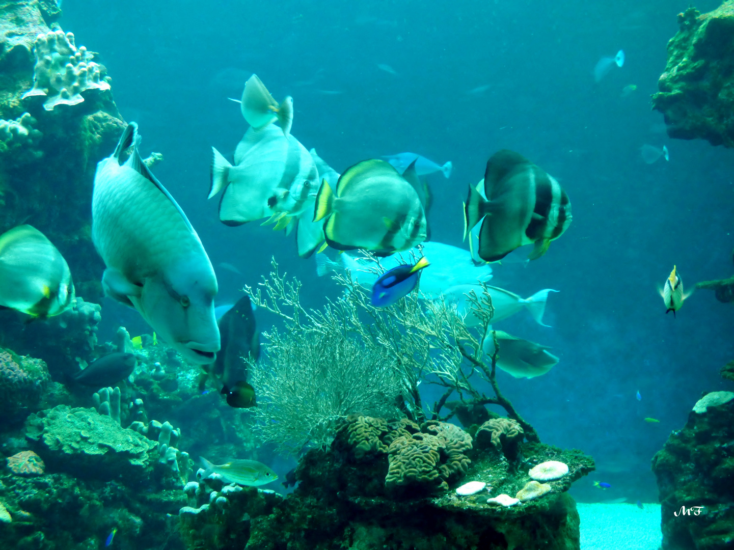 Poissons du lagon