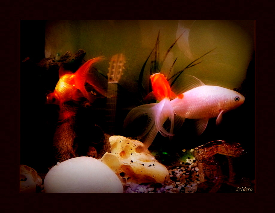 Poissons musiciens