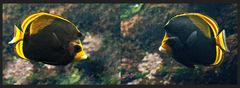 Poissons papillon à tête jaune et noire  --  Chaetodon flavirostris  --  Schwarze Falterfische