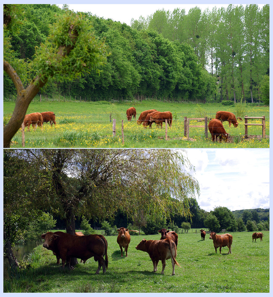 Poitou-Charentes – Elevage - Viehzucht