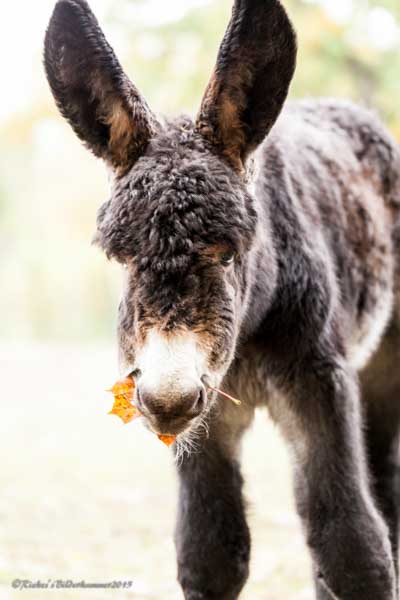 Poitou-Esel im Tierpark Berlin