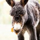 Poitou-Esel im Tierpark Berlin