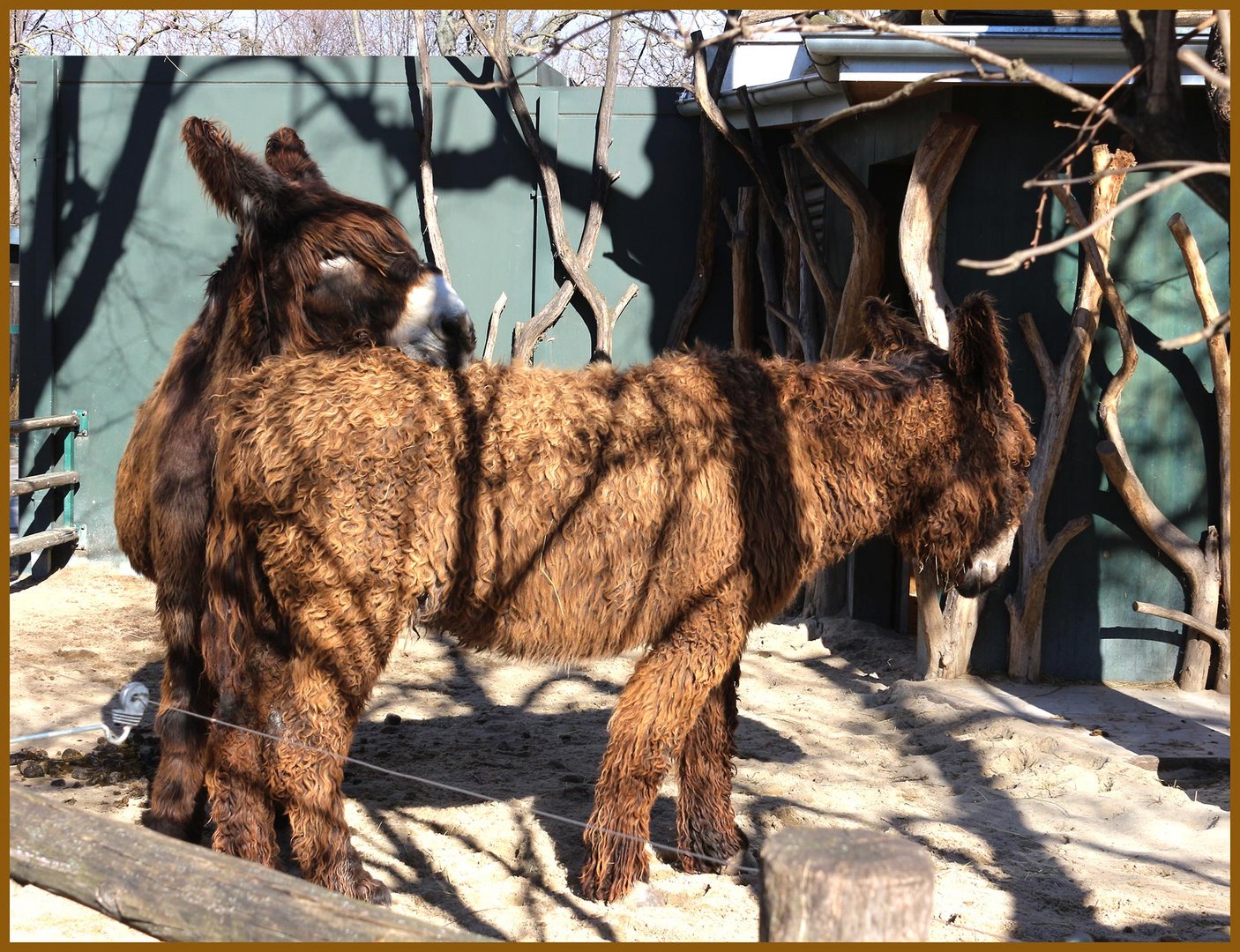 Poitou Esel im Zoo Schönbrunn