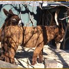 Poitou Esel im Zoo Schönbrunn