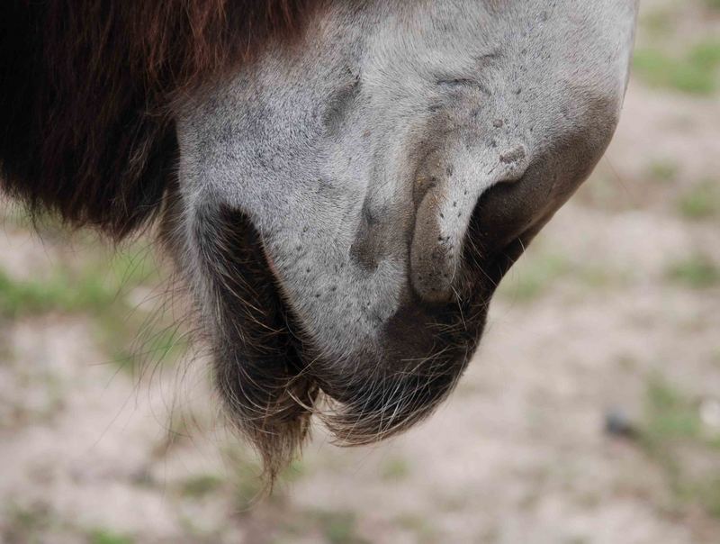 Poitou-Schnute