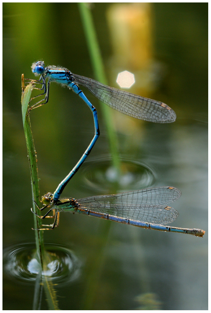 Pokaljungfer (Erythromma lindenii)