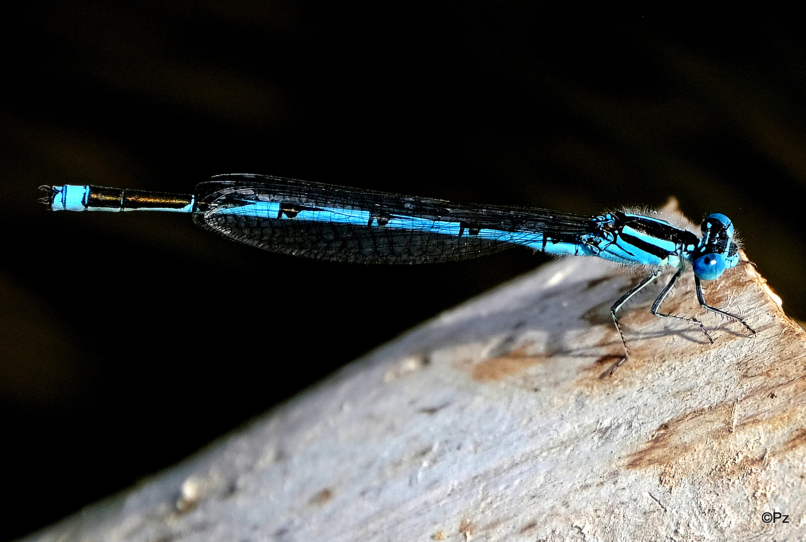 Pokaljungfer (Erytthromma lindenii) ...