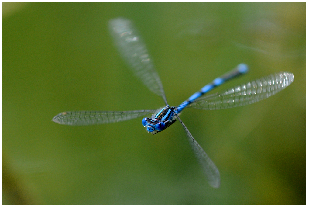 Pokaljungfer im Flug (Erythromma lindenii)