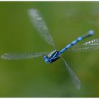 Pokaljungfer im Flug (Erythromma lindenii)