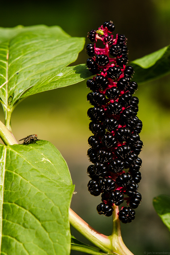 Pokeweed mit Fliege