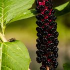 Pokeweed mit Fliege