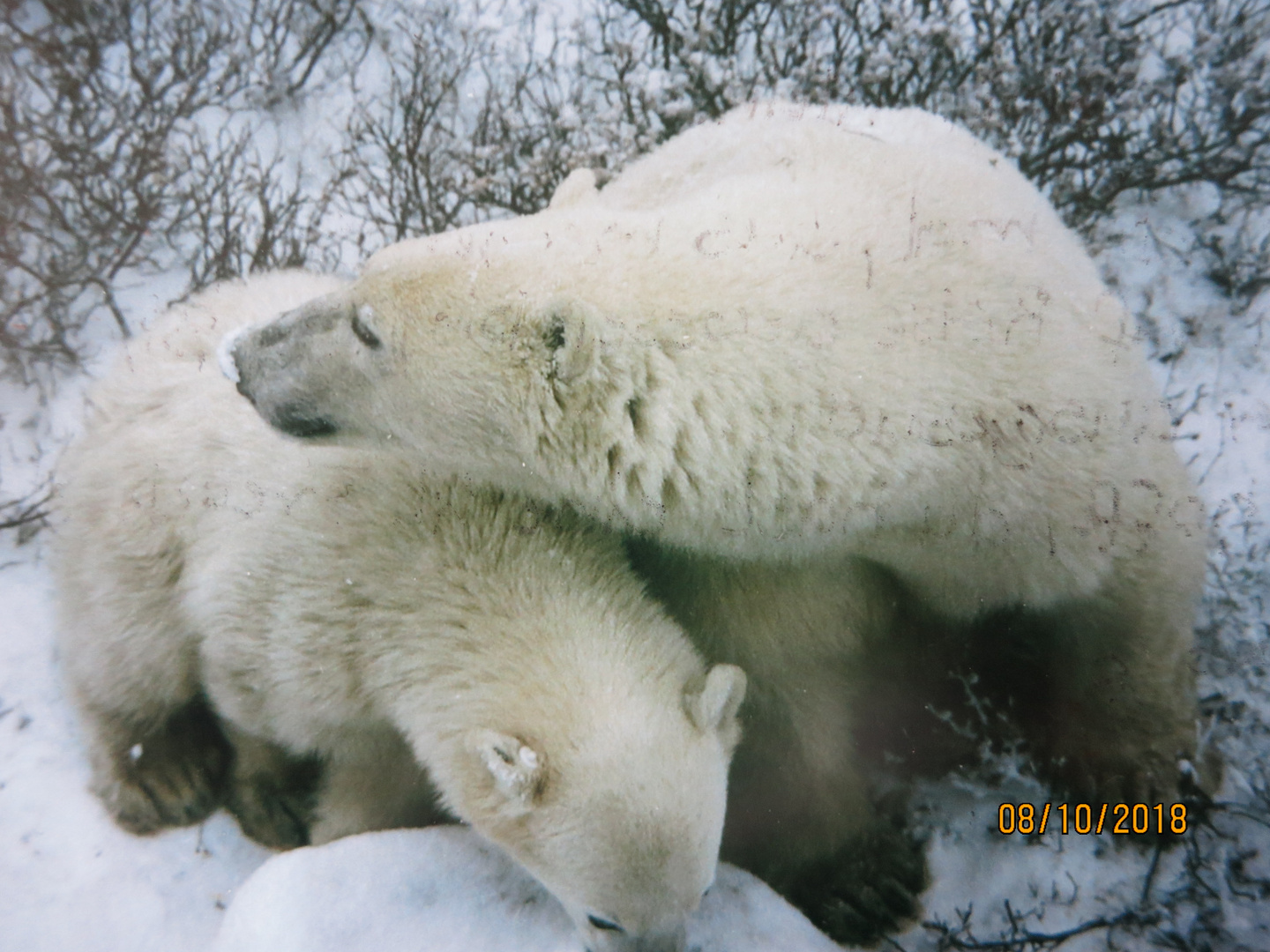 POL-BEAR WATCH 1994-CANADIAN HIGHT ARCTIC