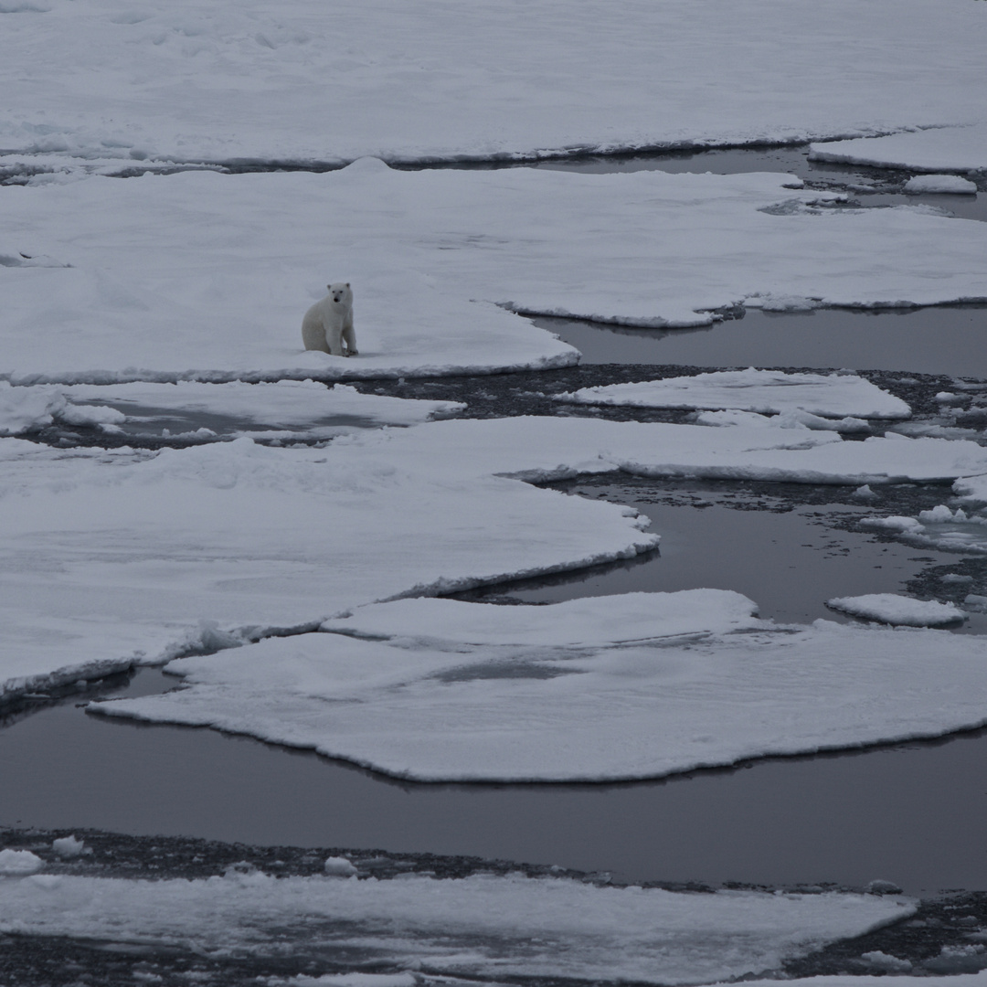 Polar Bär - Kvitøya - Nord Svalbard