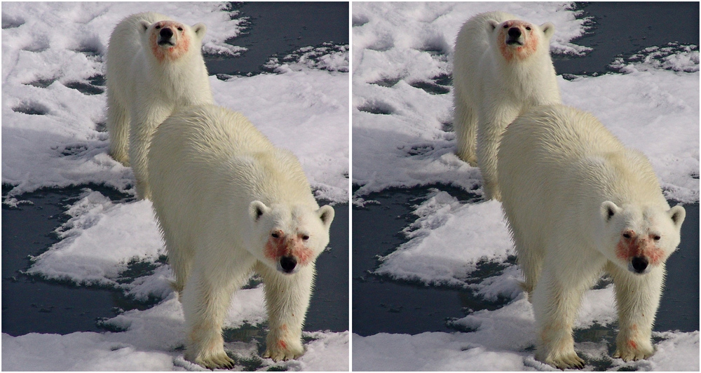 Polar Bären (3D)