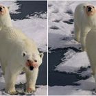 Polar Bären (3D)