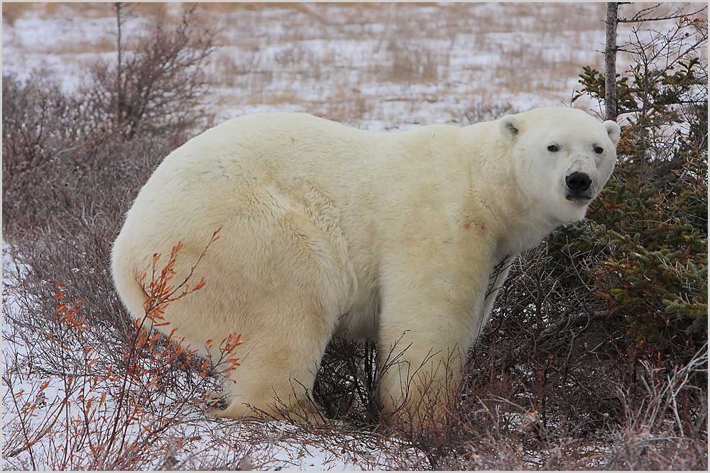 Polar bear