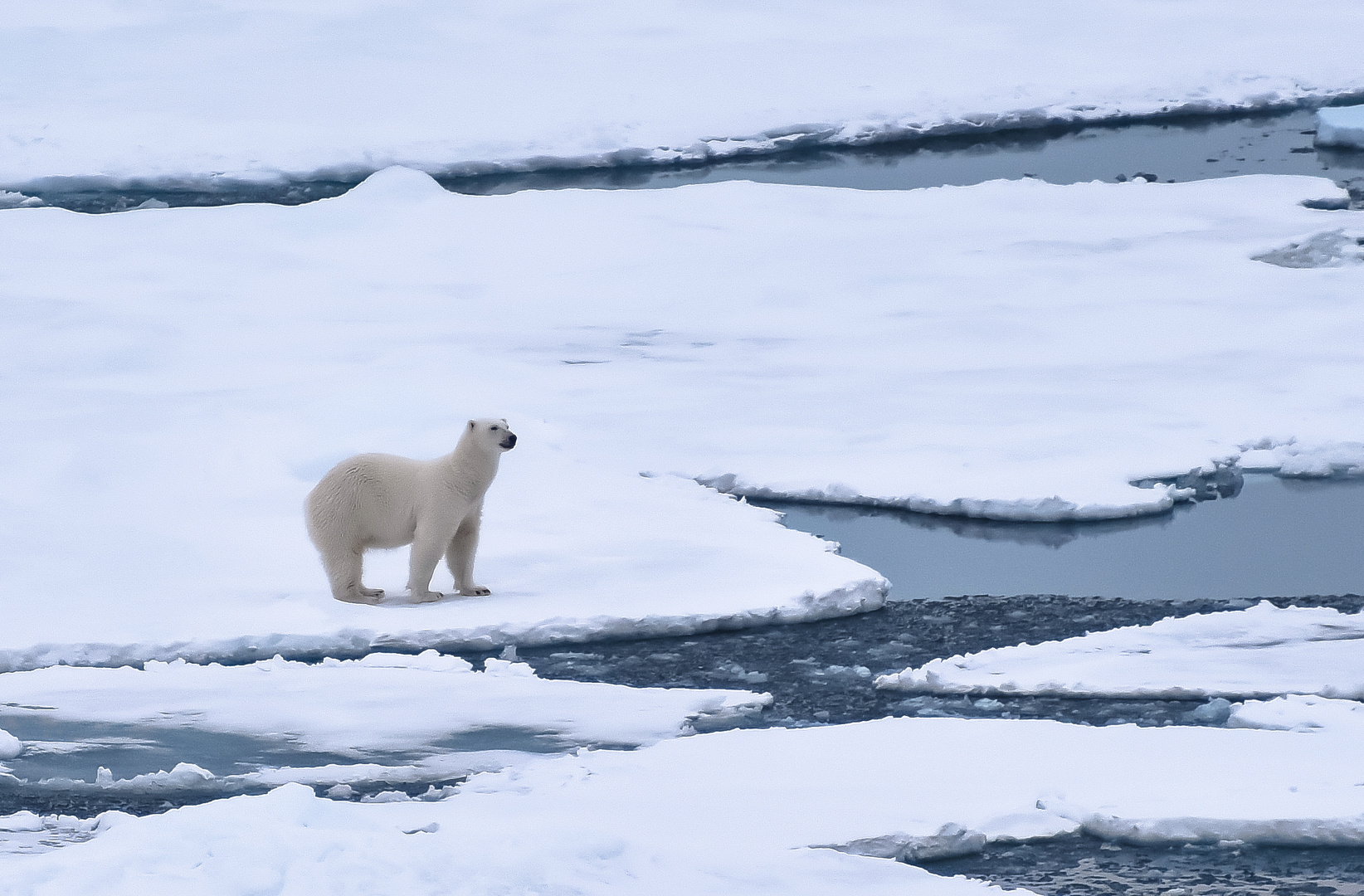 Polar bear