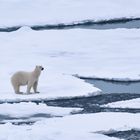 Polar bear