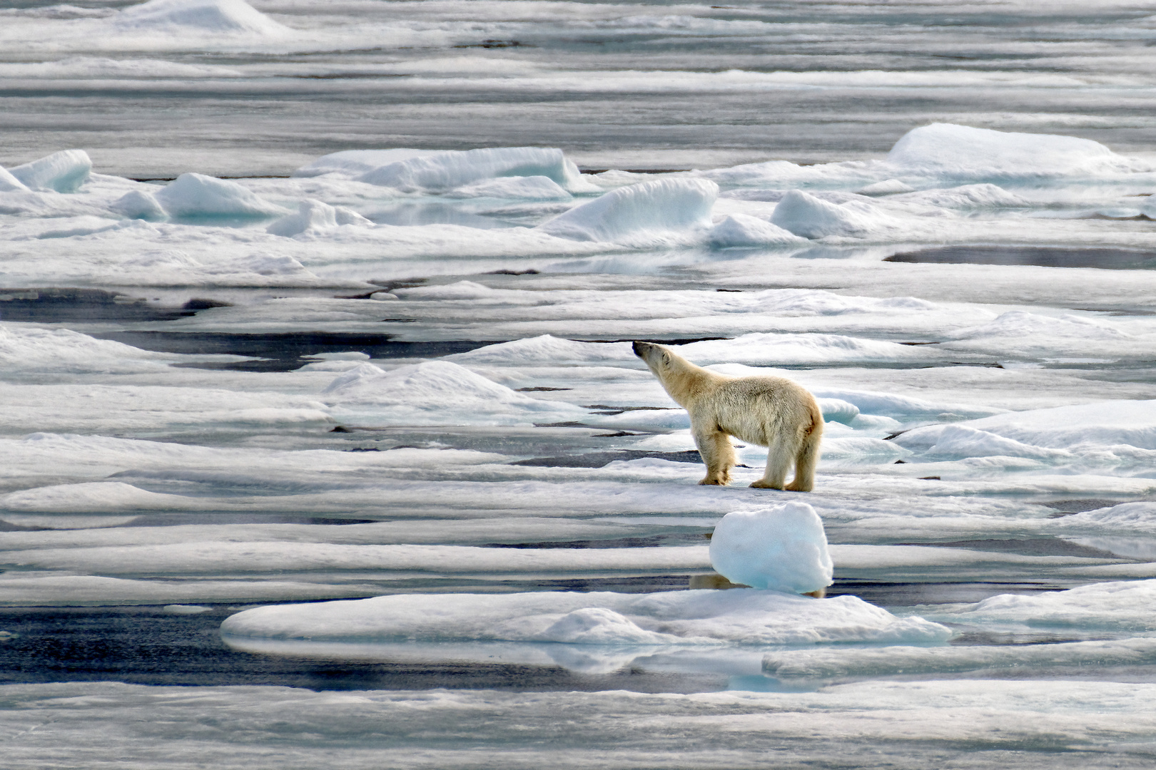 Polar Bear