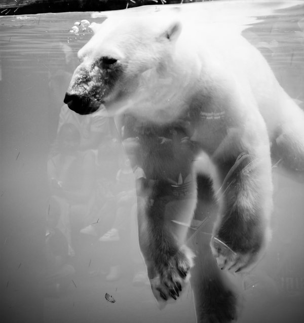 Polar Bear