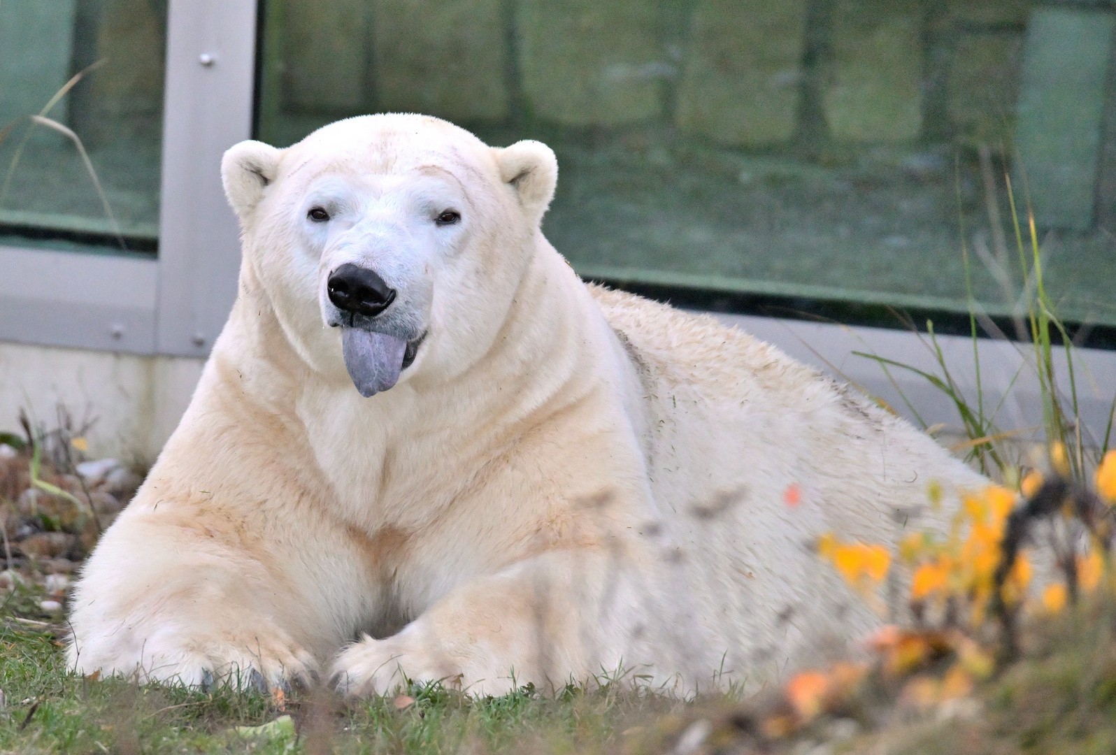 Polar Bear