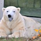 Polar Bear