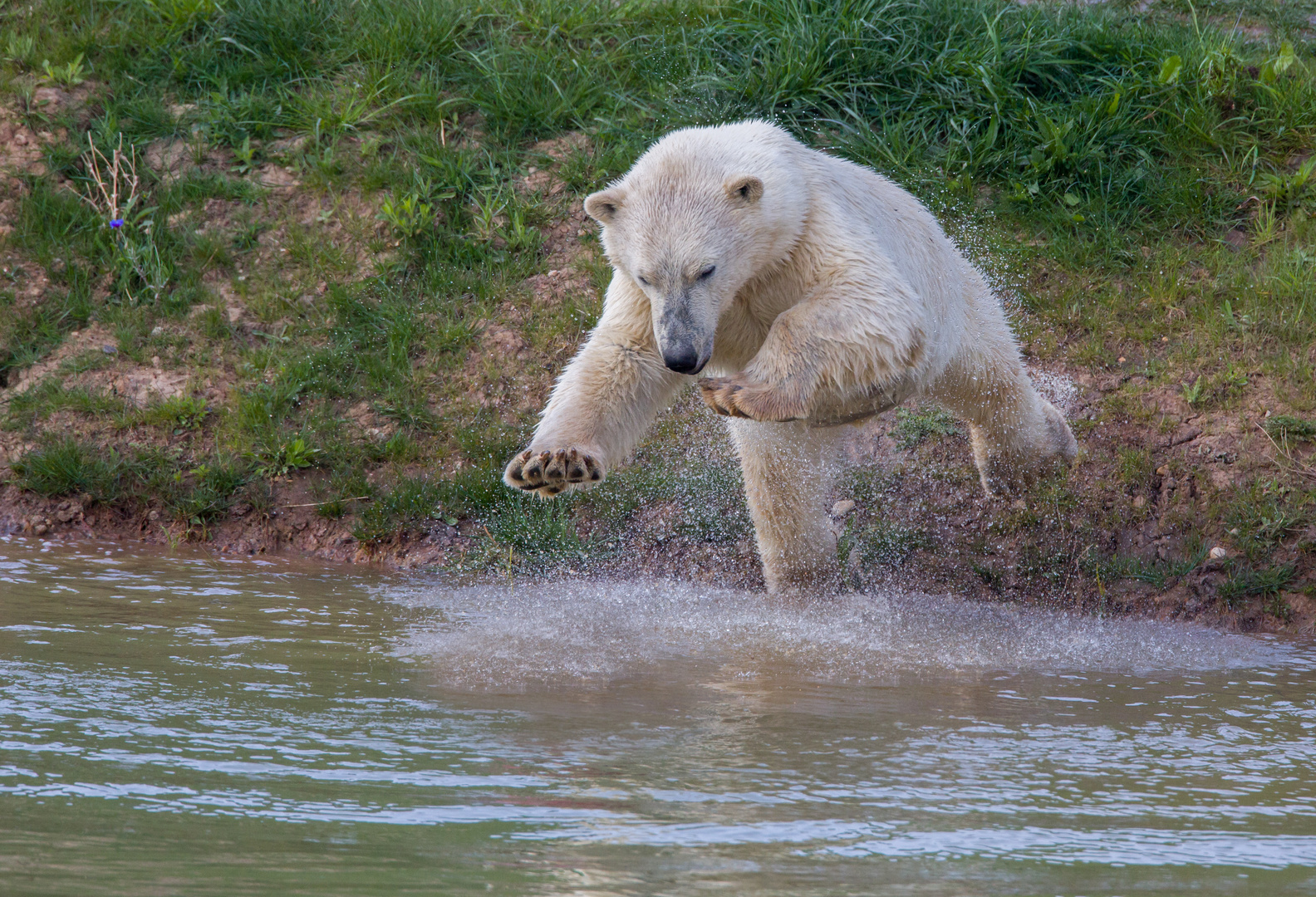 polar bear