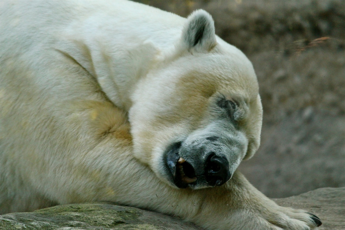 polar bear