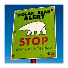 [ Polar Bear Alert ]