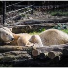 [polar bear and cub]