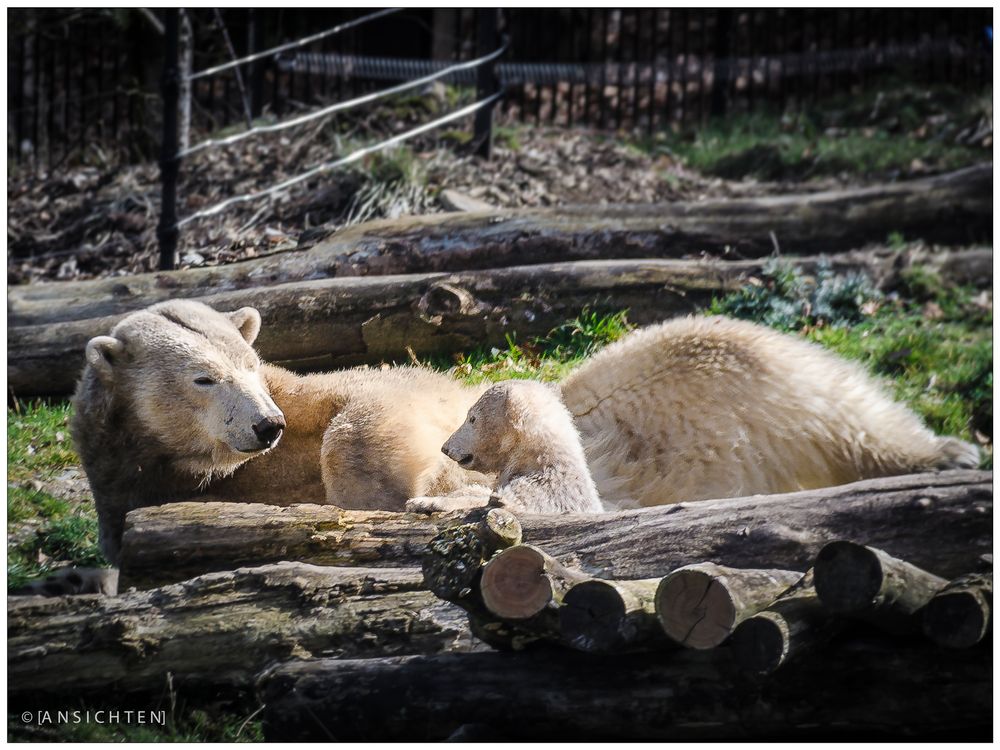 [polar bear and cub]