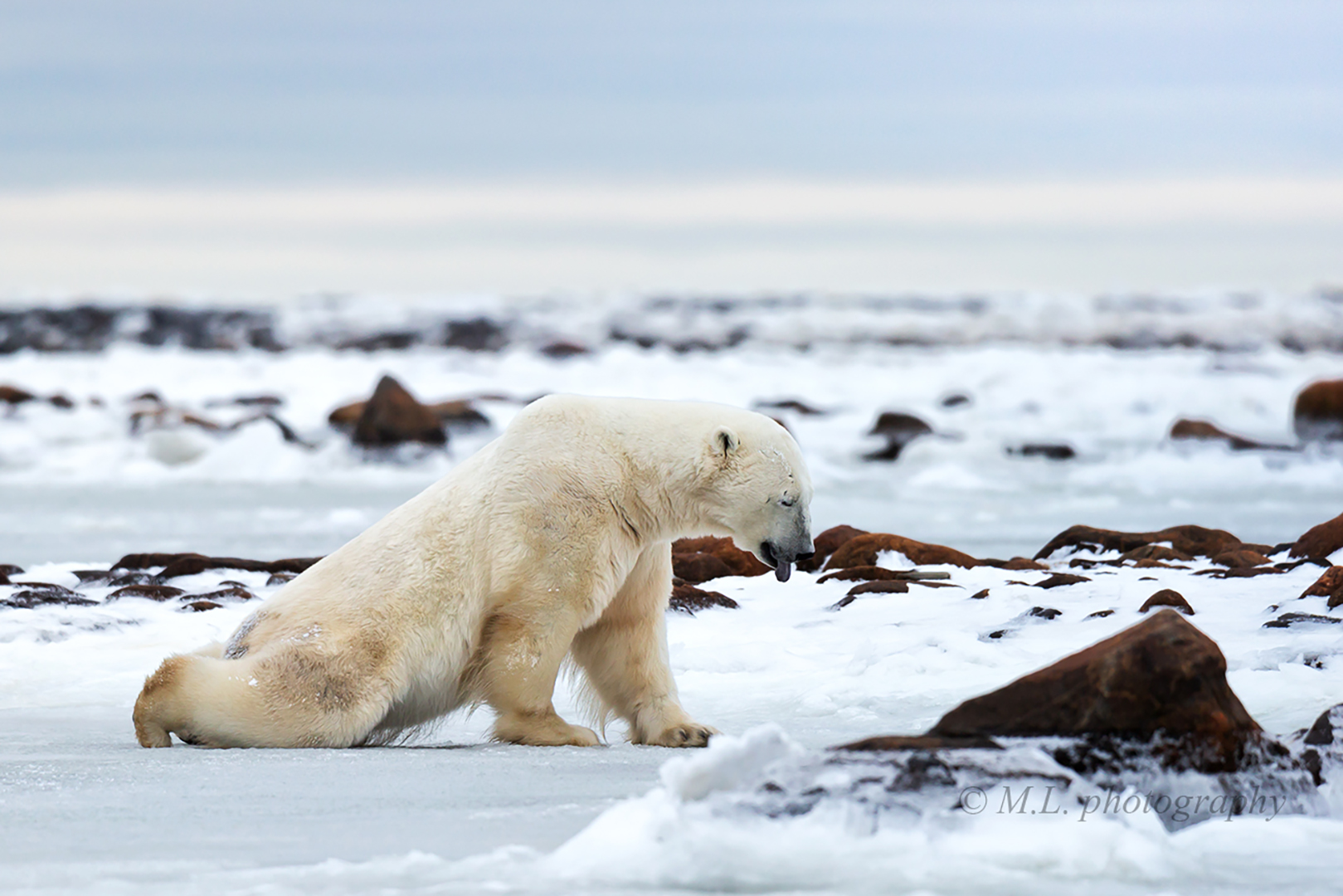 Polar bear at his early morning exercise