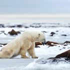 Polar bear at his early morning exercise