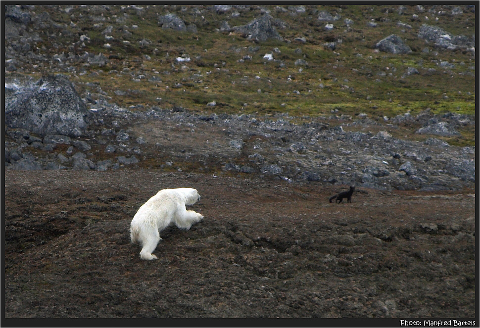 Polar Bear & BlueFox