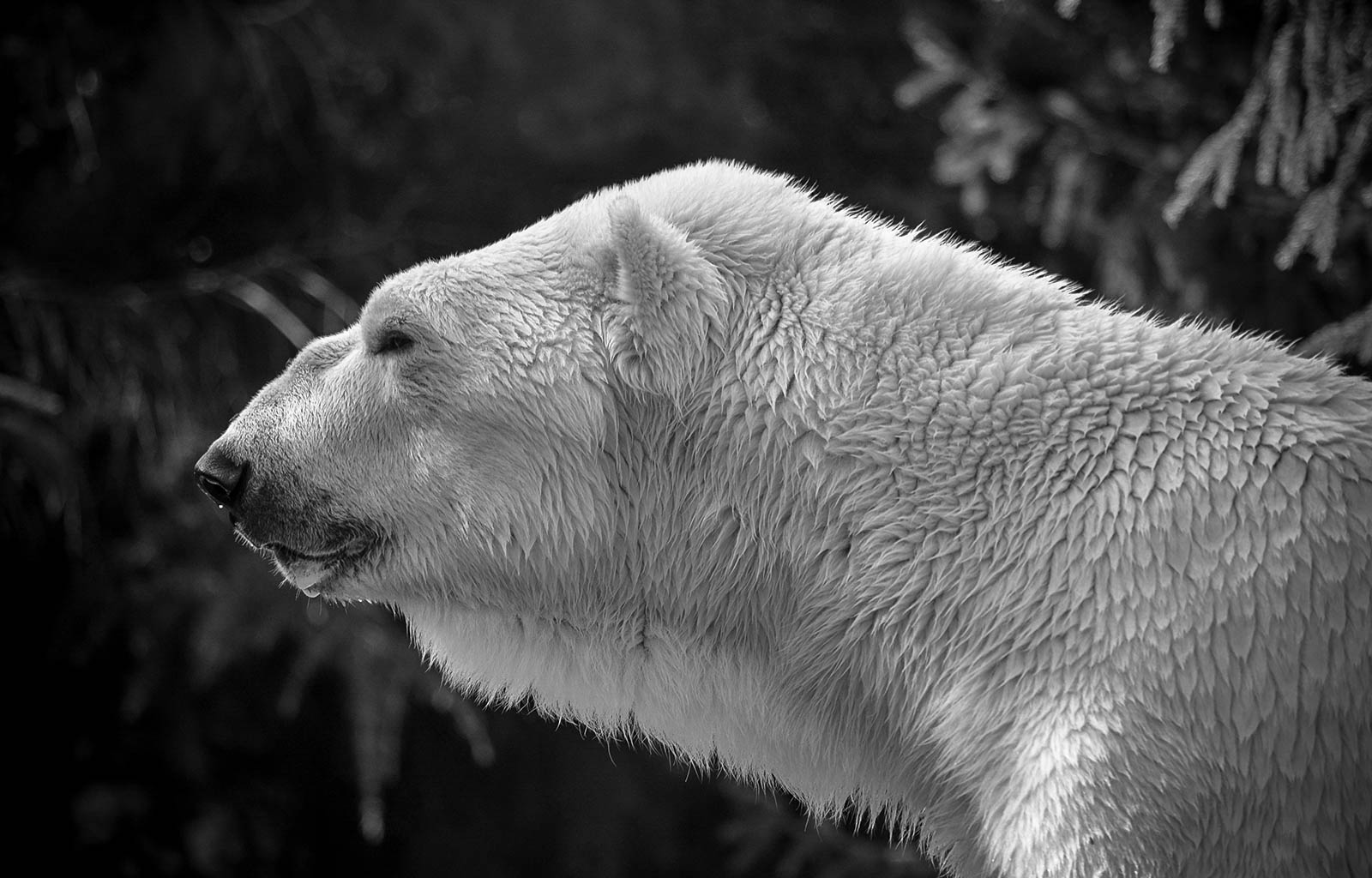 Polar bear - BW