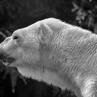 Polar bear - BW